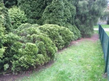 Thuja occidentalis 'Danica'