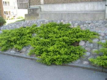 Taxus baccata 'Repandens'