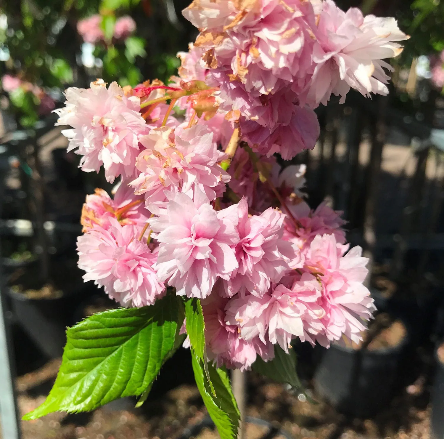 Prunus (Sato-zakura) 'Kiku-Shidare-zakura' - Image 2