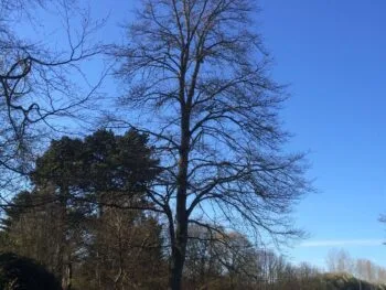 Quercus petraea fk Tjöre