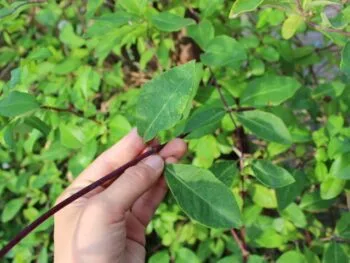 Lonicera periclymenum