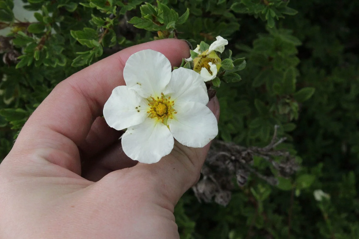 Dasiphora fruticosa 'Tilford Cream' - Image 4