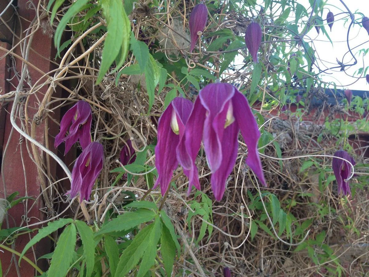 Clematis (Atragene-gruppen) 'Violet Purple' E - Image 4