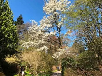 Magnolia kobus