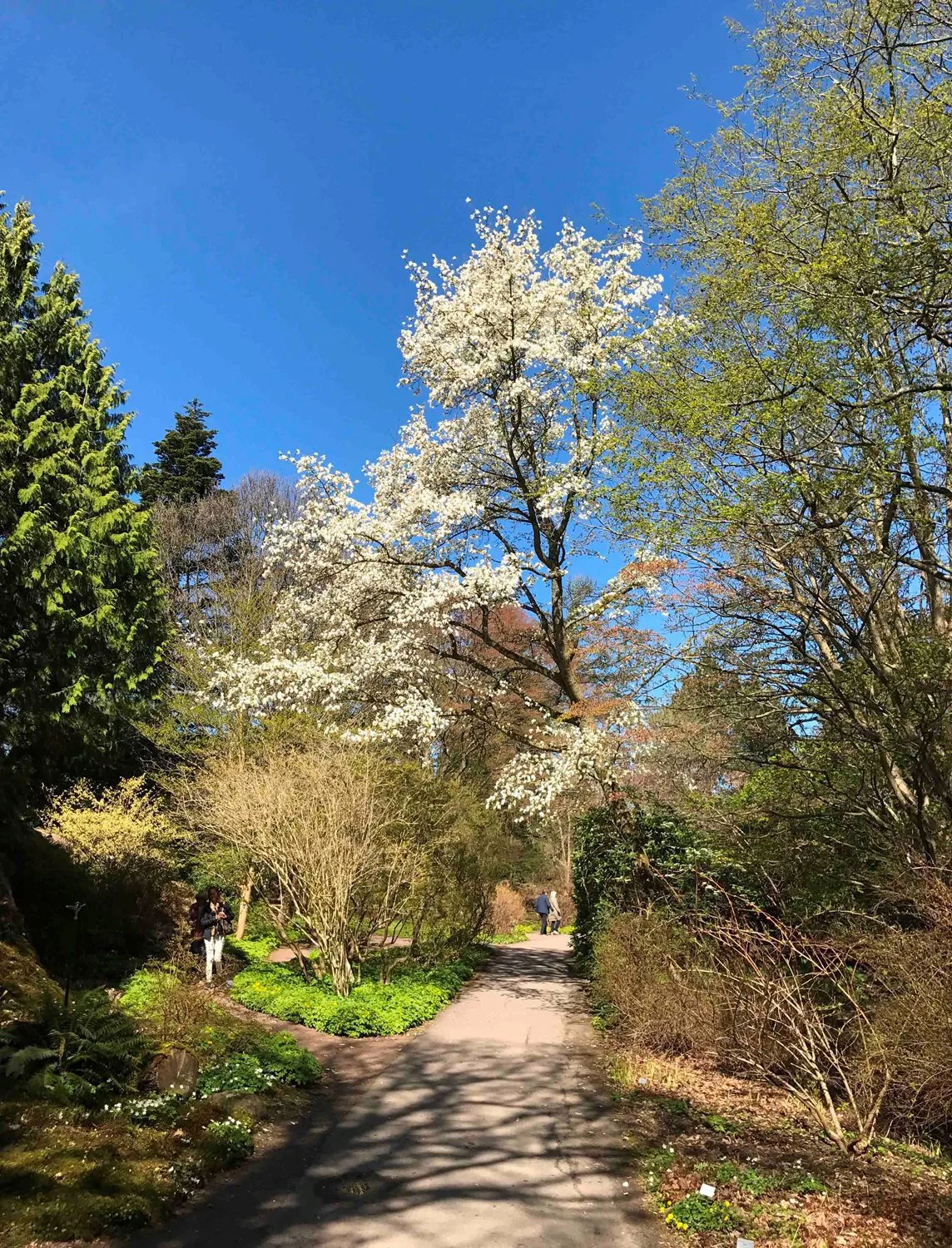 Magnolia kobus