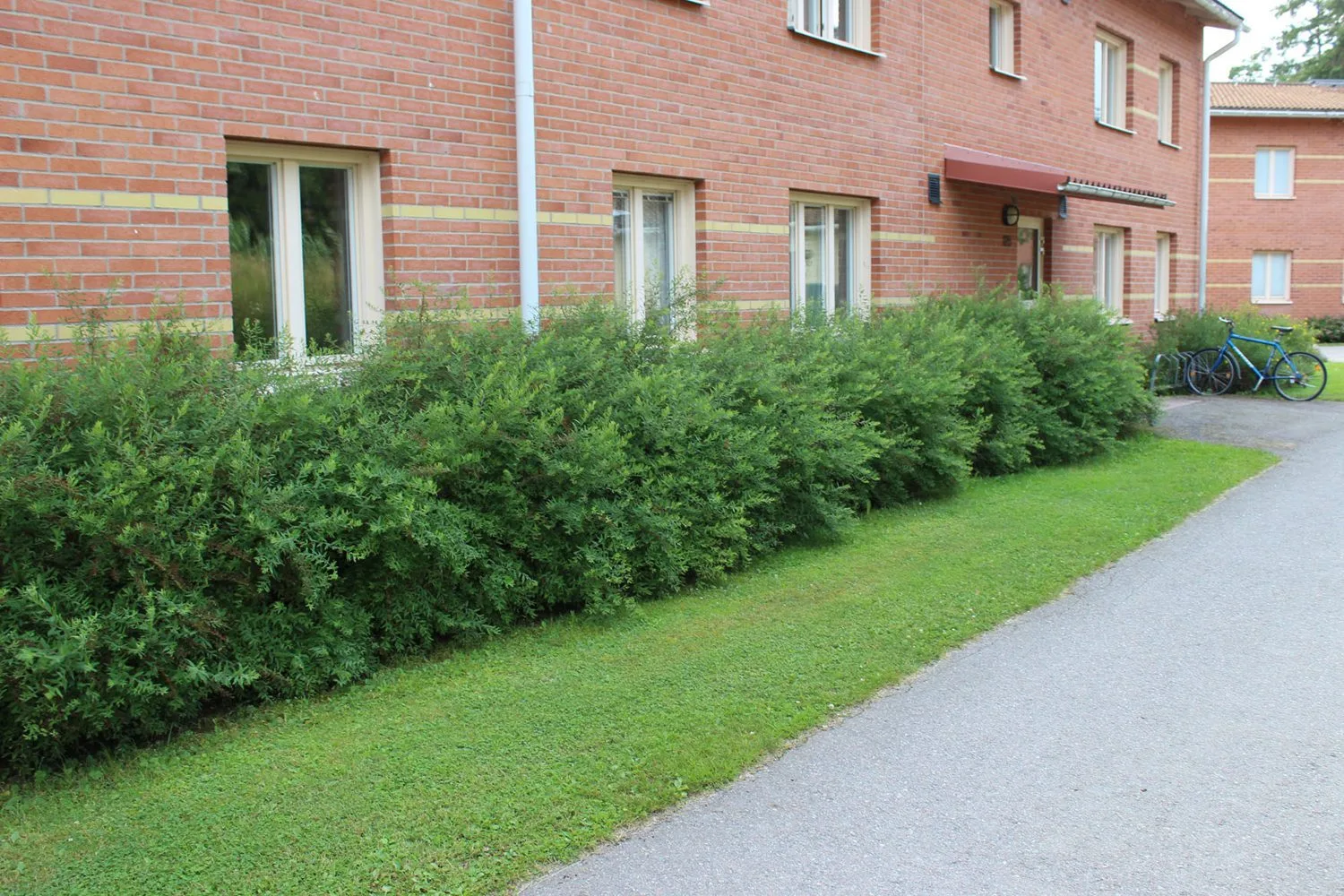 Spiraea x cinerea 'Grefsheim' E - Image 6