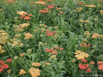 Achillea millefolium 'Walther Funcke'