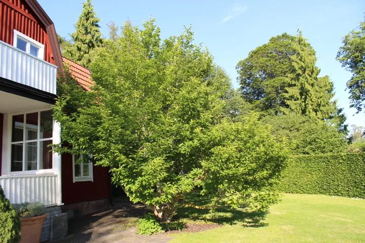 Magnolia kobus - Image 9