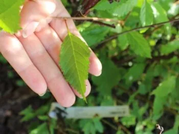 Prunus triloba
