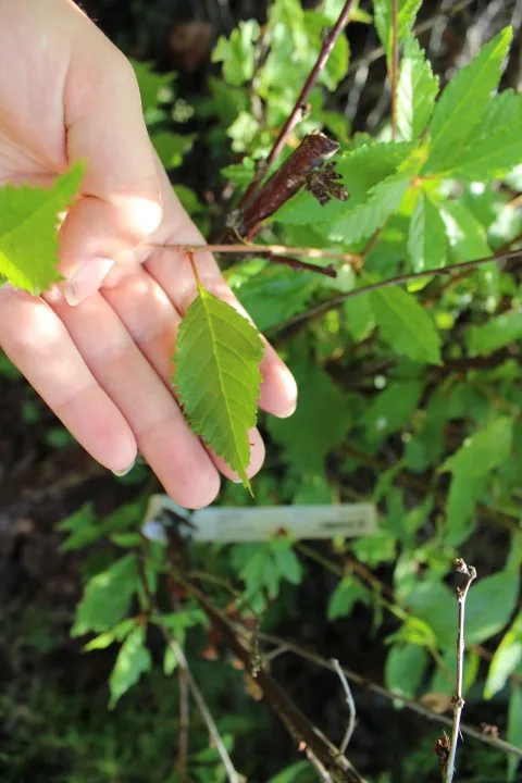 Prunus triloba