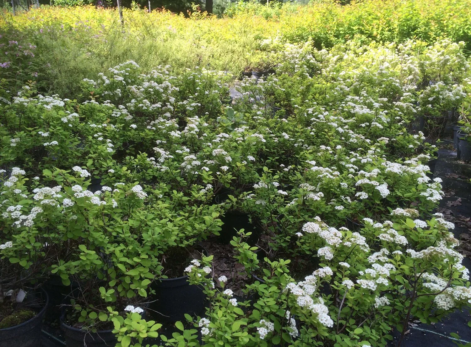 Spiraea betulifolia 'Tor Gold'