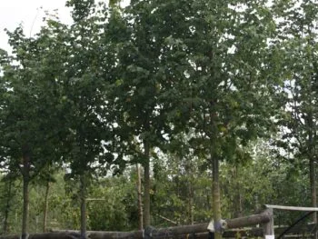 Tilia cordata 'Rancho'