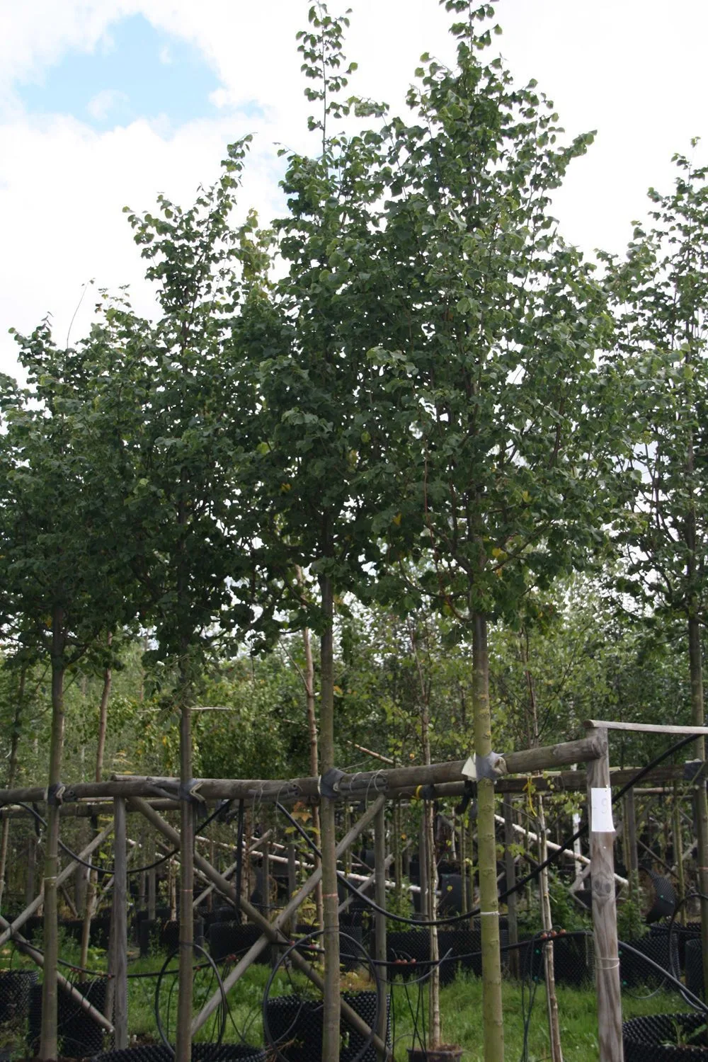 Tilia cordata 'Rancho'