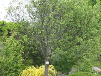 Prunus x eminens 'Umbraculifera'