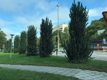Ulmus glabra 'Exoniensis'