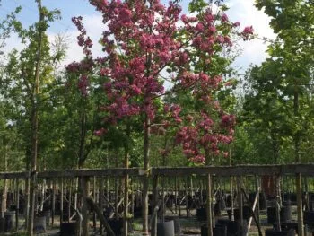 Malus 'Rudolph'
