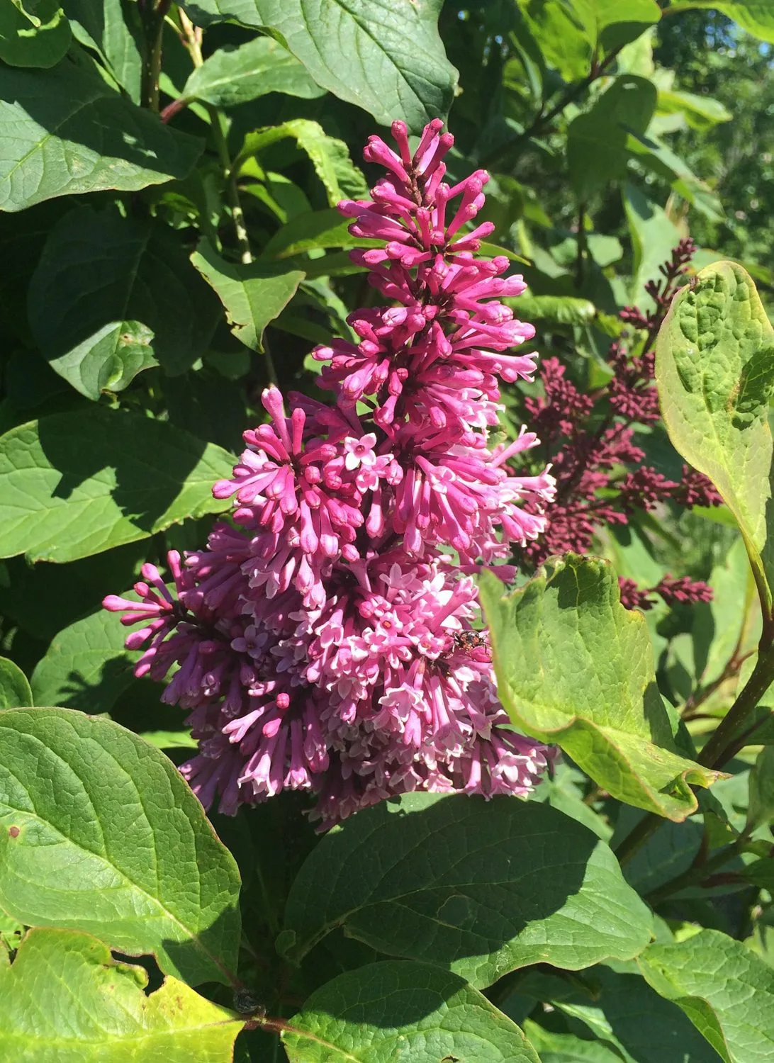 Syringa prestoniae 'Elinor' - Image 3