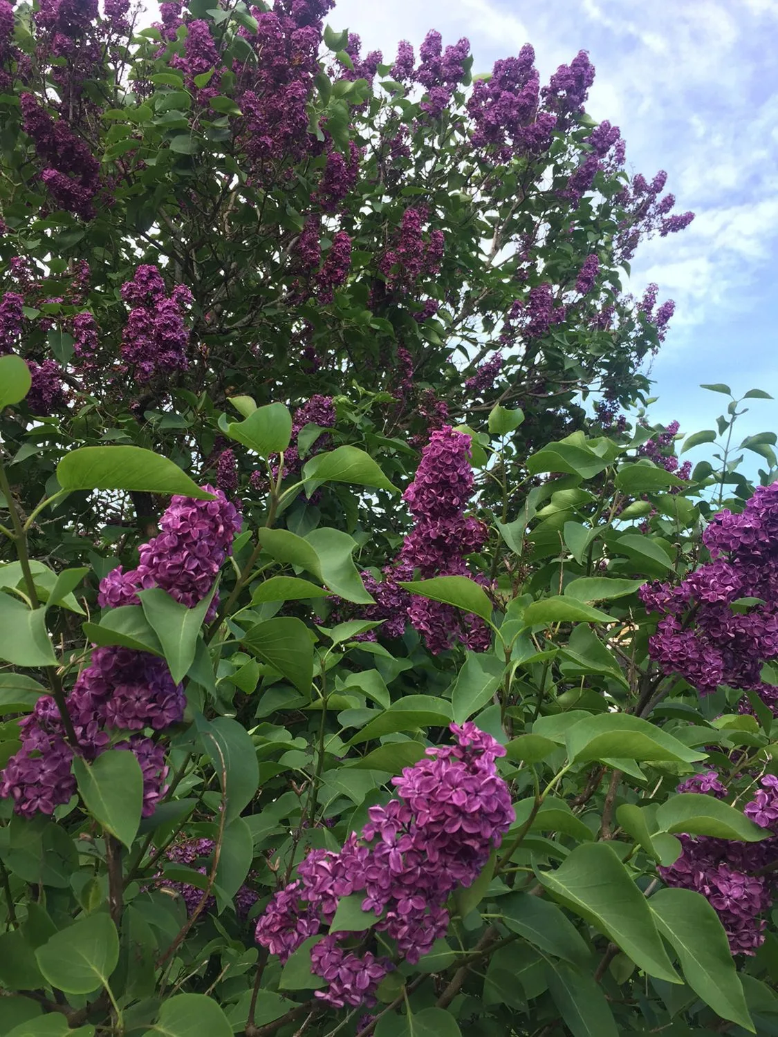 Syringa vulgaris 'Charles Joly' - Image 2