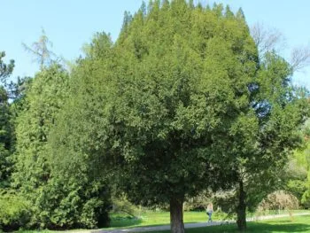 Taxus baccata