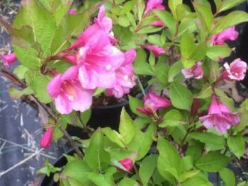Weigela florida 'Minuet'