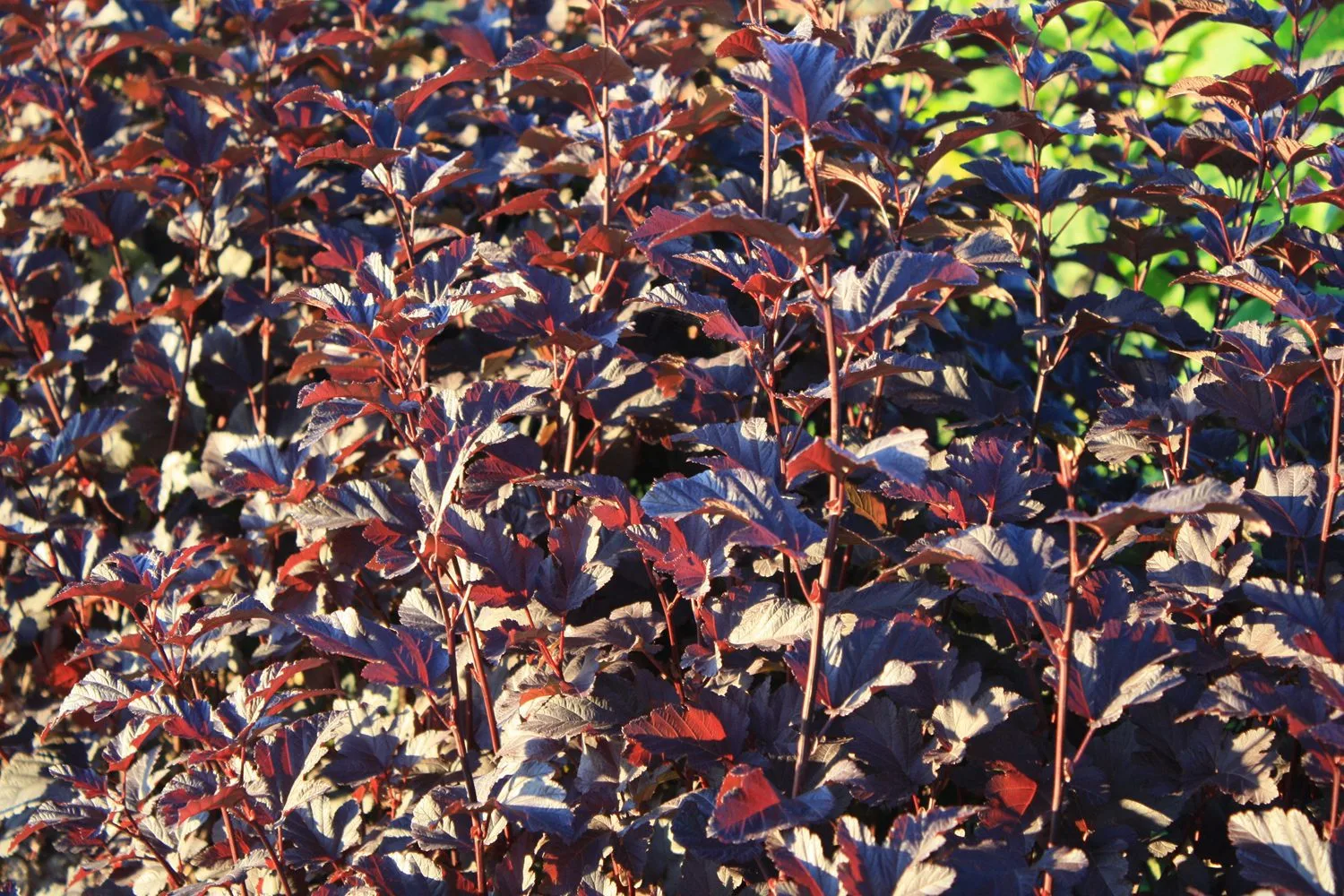 Physocarpus opulifolius 'Diabolo' - Image 2