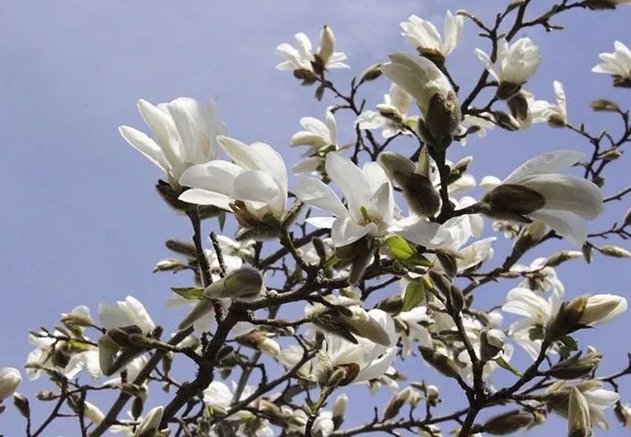 Magnolia kobus - Image 8
