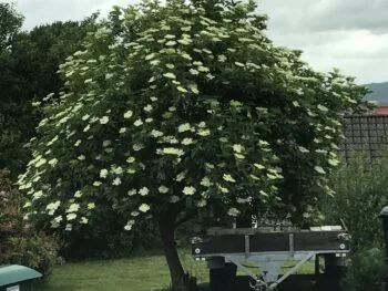 Sambucus nigra fk Bålsta E
