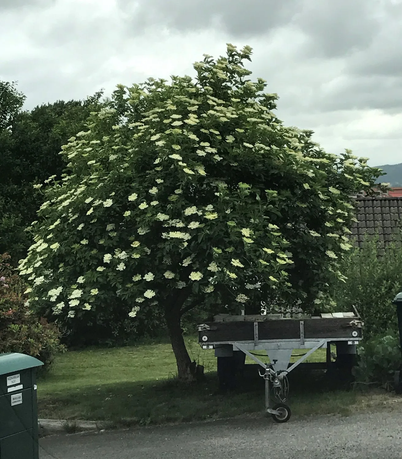 Sambucus nigra fk Bålsta E