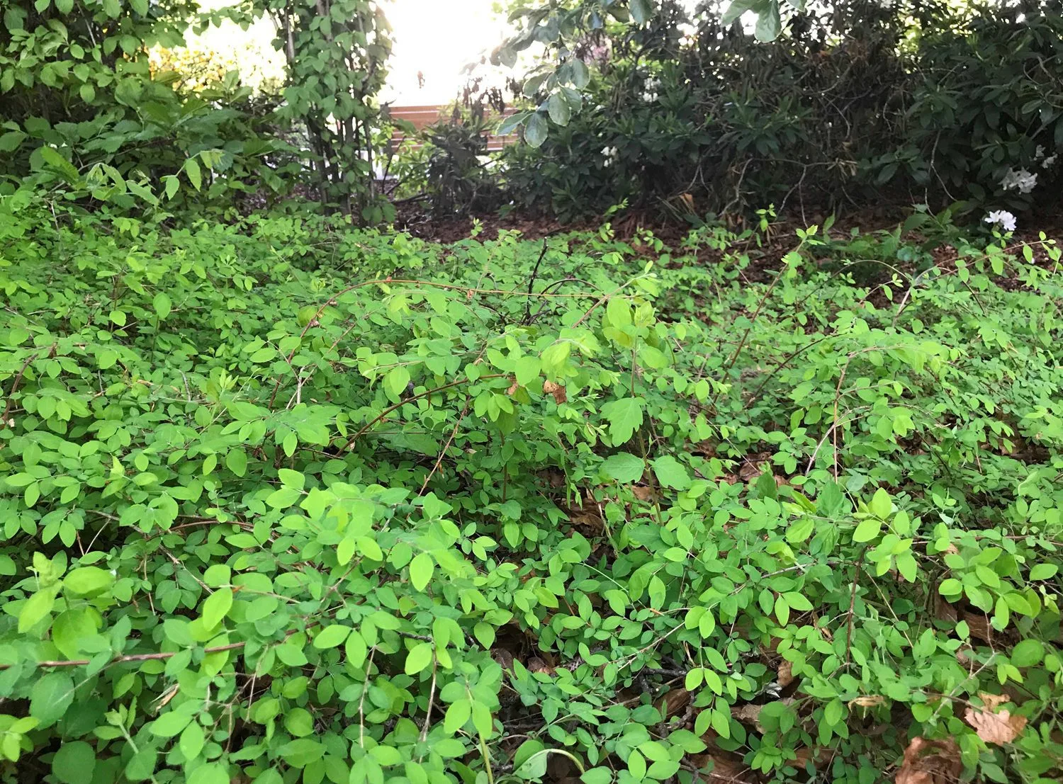 Symphoricarpos 'Hancock' - Image 2