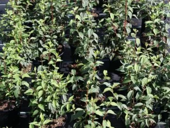 Philadelphus Orion® E