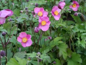 Anemone hybrida 'Splendens'