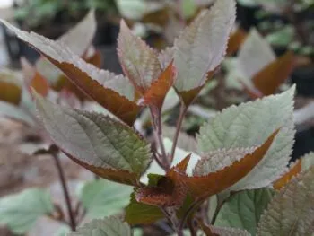 Ageratina (Eupatorium) altissima 'Chocolate'