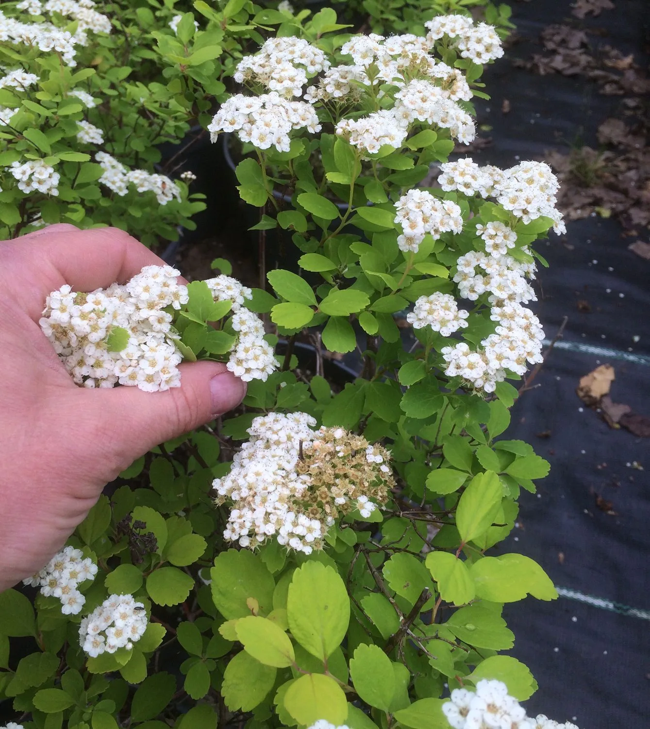 Spiraea betulifolia 'Tor Gold' - Image 2