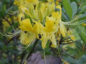 Rhododendron luteum