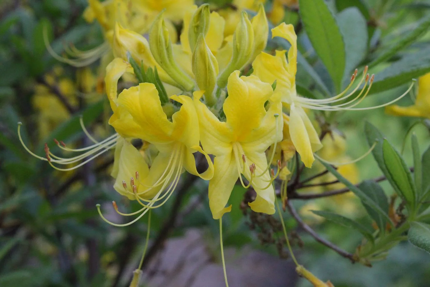 Rhododendron luteum