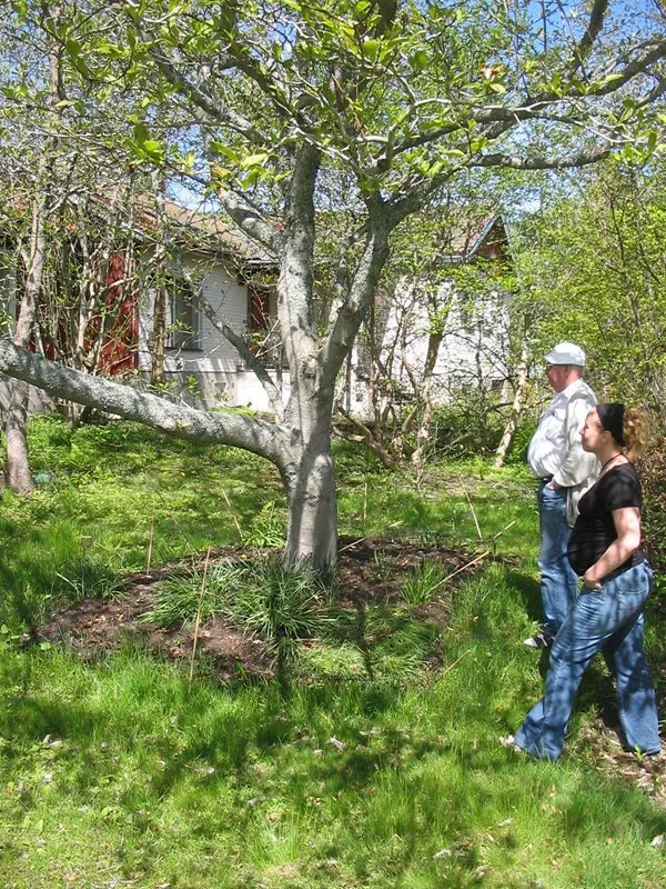 Magnolia kobus - Image 7