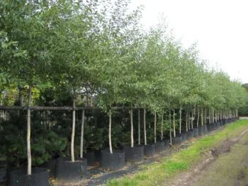 Populus laurifolia