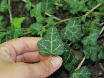 Hedera helix