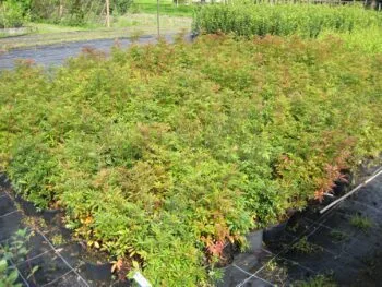 Rosa nitida