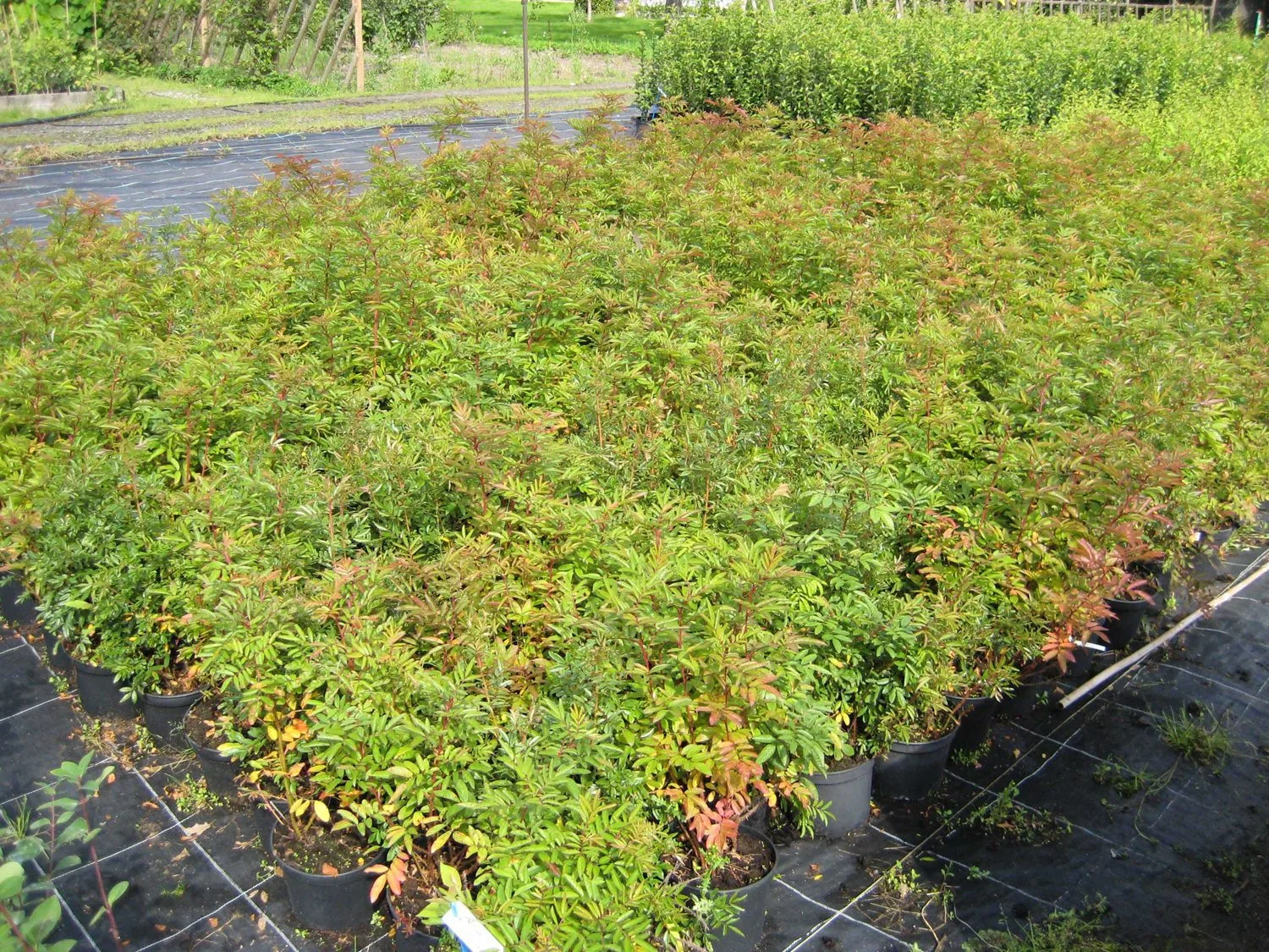Rosa nitida