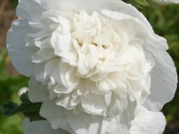 Alcea rosea 'Pleniflora' (Vit)