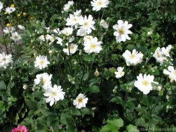Anemone hybrida 'Whirlwind'