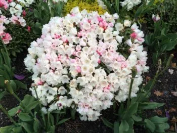 Rhododendron (Yakushimanum) 'Edelweiss'