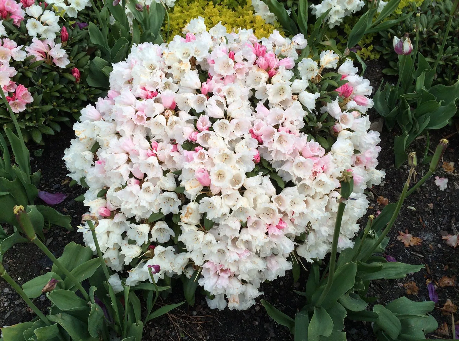 Rhododendron (Yakushimanum) 'Edelweiss'