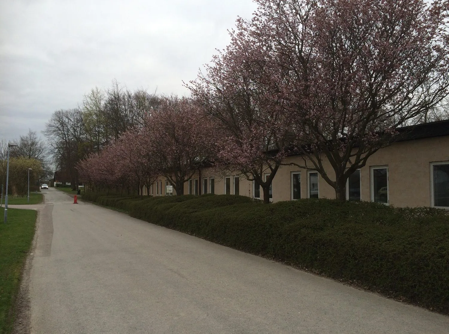 Prunus cerasifera 'Nigra' - Image 2