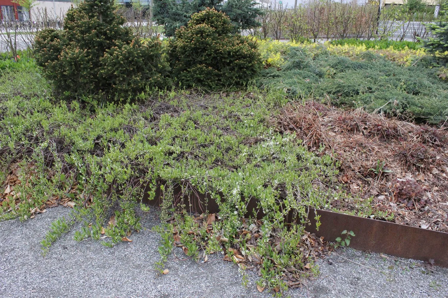 Prunus pumila var.depressa E - Image 4