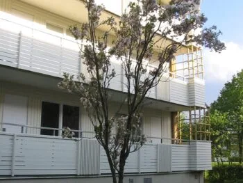 Prunus (Sato-zakura) 'Ama-no-gawa'
