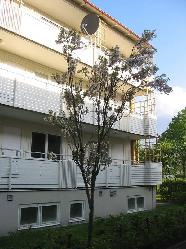 Prunus (Sato-zakura) 'Ama-no-gawa'