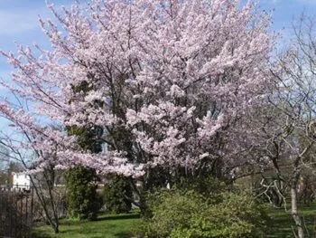 Prunus sargentii