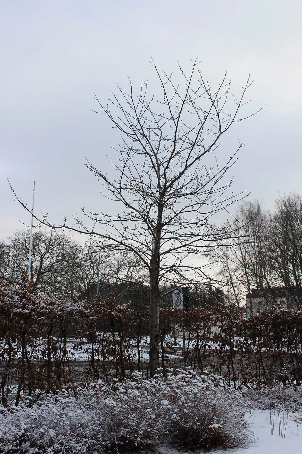 Prunus avium 'Plena' - Image 4